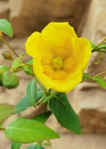 随风踏云三千里