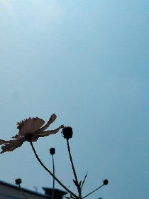 黑米和普通大米的区别