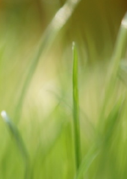 烟雨江湖